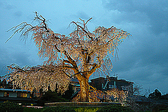 円山公園の枝垂桜に迫る夕闇